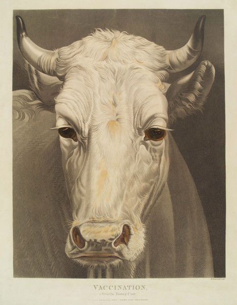 A cow named "Vaccination", 1810. Creator: Matthew Dubourg.