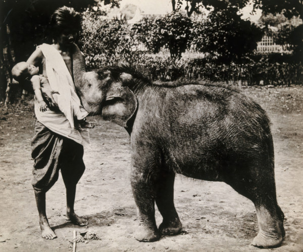 A woman and a child; the woman is suckling a baby white elephant, c1870s. Creator: Unknown.