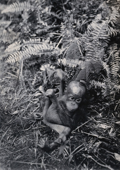 Sarawak: a baby orang-utan (Simia satyrus), c1900. Creator: Unknown.