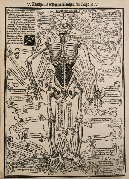 A skeleton, seen from the front, with labels giving the latin names of the bones, 1501 (20th cent). Creator: Unknown.