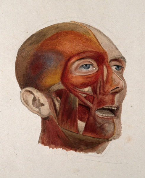 An écorché head of a man: three-quarter view, showing the right-hand side of the head..., 1833. Creator: Johann Conrad Zeller.
