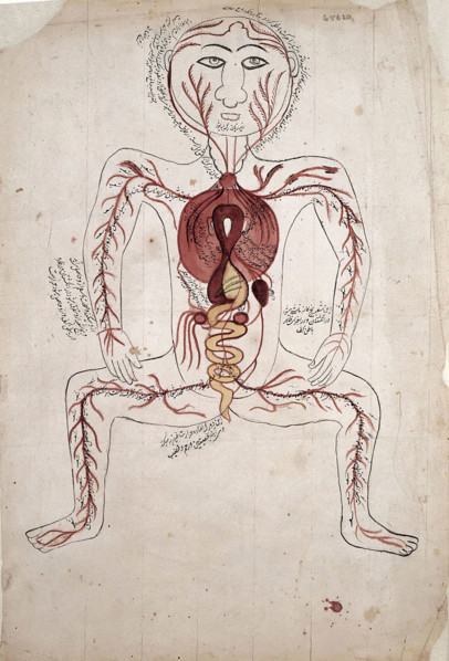 The viscera and the arterial system, (between 1800 and 1899?). Creator: Unknown.