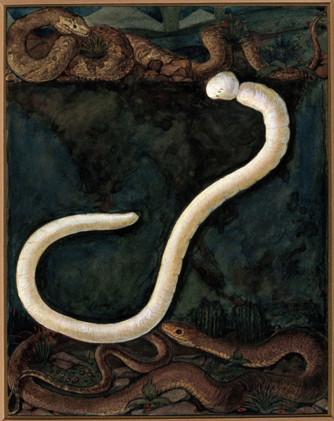 Parasites: a parasitical worm, shown much enlarged, with its hosts, c1930. Creator: J Svoboda.