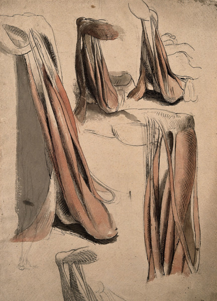 The muscles and tendons of the leg and the arm (?), 1815. Creator: Charles Landseer.