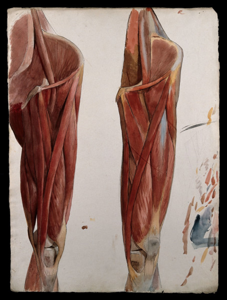 Two dissections showing the muscles of the thigh, hip, pelvis and knee, (1833?). Creator: Johann Conrad Zeller.