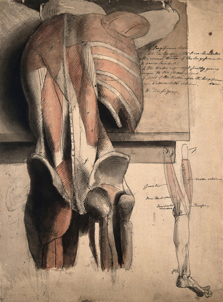 A prone écorché figure, seen from behind, resting on a table, with the bones and muscles..., 1815. Creator: Charles Landseer.