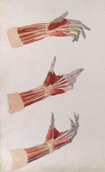 Three dissections of the left hand and wrist, showing the muscles and tendons, (1833?). Creator: Johann Conrad Zeller.