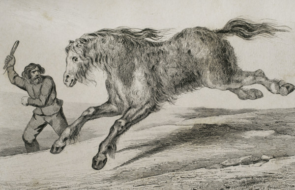 Siberian horse with winter coat, 1839. Creator: Augustin François Lemaitre.