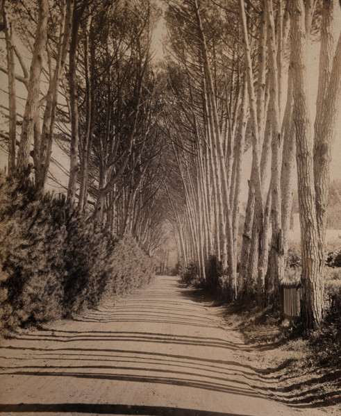 South Africa: an avenue lined with Fir trees in Rondebosch, 1896. Creator: GW Wilson and Company.
