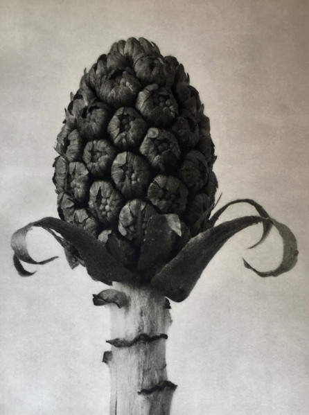 Petasites officinalis. From: Urformen der Kunst (Art Forms in Nature), 1928. Creator: Blossfeldt, Karl (1865-1932).