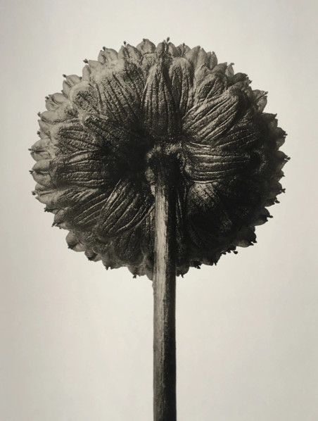 Cotula coronopifolia. From: Urformen der Kunst (Art Forms in Nature), 1932. Creator: Blossfeldt, Karl (1865-1932).