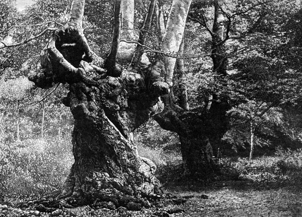 Dedication of Burnham Beeches to the public: the Elder Brethren, 1883. Creator: William James Palmer.