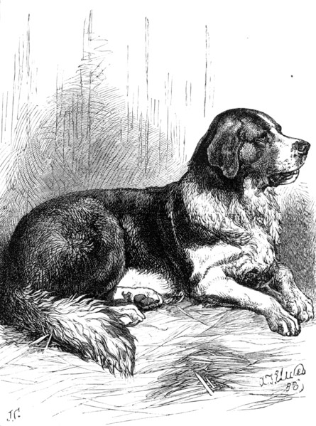 The St. Bernard Dog Show: Bayard, the Champion Rough-Coated Dog, 1883. Creator: J. G..