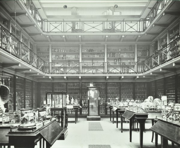 39-43 Lincoln's Inn Fields, Westminster LB, London: Royal College of Surgeons, museum room 2, 1911. Creator: Unknown.