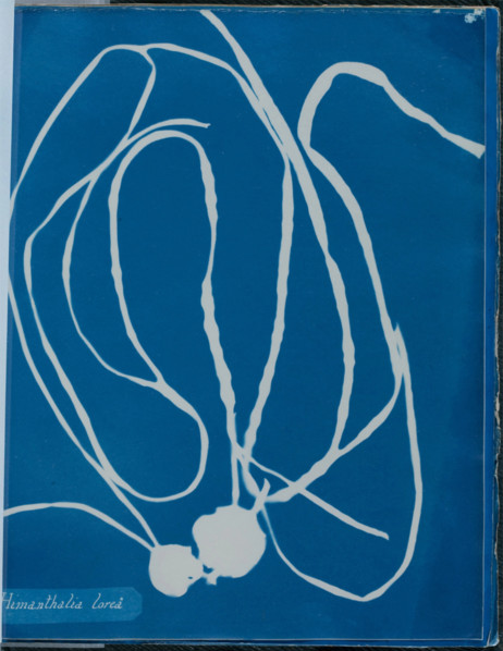 Himanthalia lorea, 1843 or 1844. Creator: Anna Atkins.