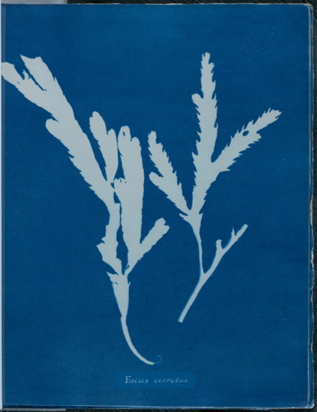 Fucus serratus, 1843 or 1844. Creator: Anna Atkins.