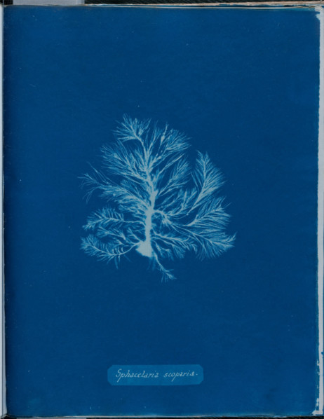 Sphacelaria scoparia, 1843 or 1844. Creator: Anna Atkins.
