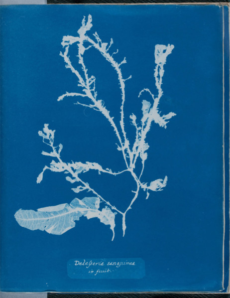 Delesseria sanguinea in fruit, 1843 or 1844. Creator: Anna Atkins.