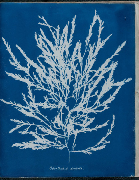 Odonthalia dentata, 1843 or 1844. Creator: Anna Atkins.