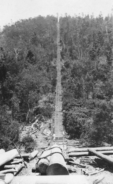 Pine Chute, Biarra, 1925. Creator: Jack Bain.