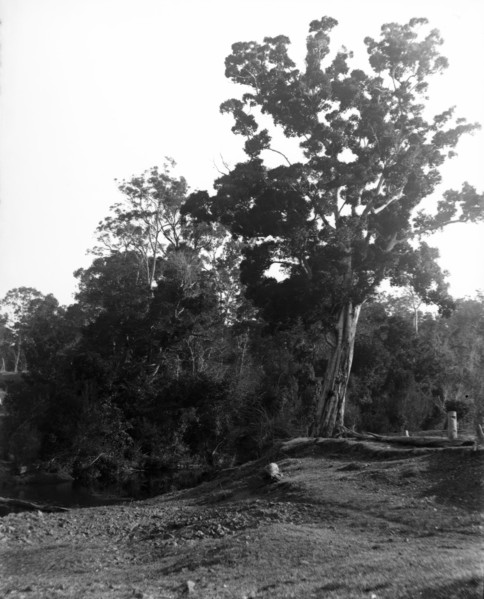 Coomera River - Upper Coomera, c1880s. Creator: Robert Augustus Henry L'Estrange.