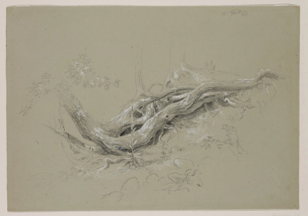 Trunks of Trees, between 1840 and 1845. Creator: Thomas Cole.