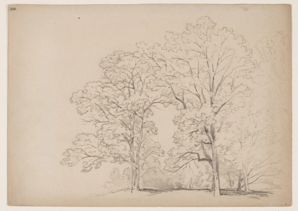 Grove of Trees, between 1831 and 1893. Creator: John William Casilear.