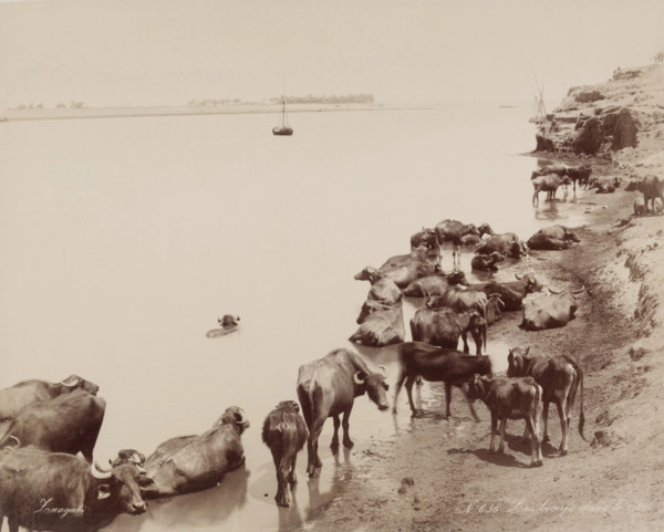 Water Buffalo in the Nile, 19th century. Creator: Zangaki.