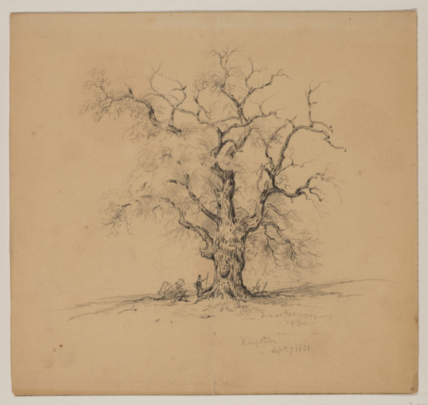 Oak Tree, Kingston, September 7th, 1838, 1838. Creator: John William Casilear.