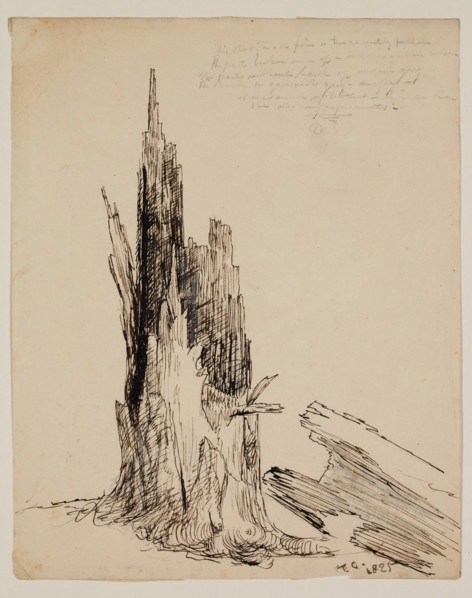 Lower Part of a Tree "Recently Fallen", 1825. Creator: Thomas Cole.
