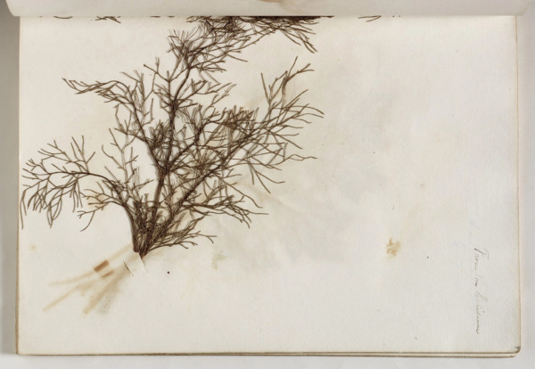 Plant from the Coliseum, c1832. Creator: Thomas Cole.