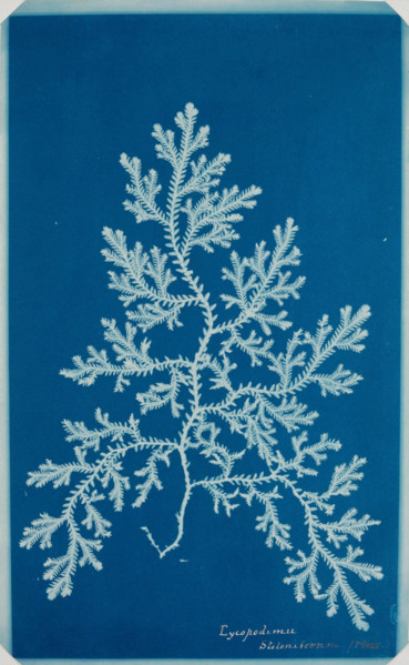 Fern from the "Hatton Album", between 1840 and 1859. Creator: Unknown.