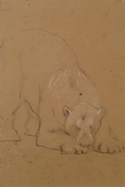 Study of a  Bear, 1900-1910. Creator: John MacAllan Swan.