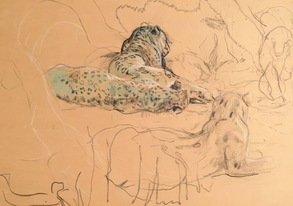 Leopard. Creator: John MacAllan Swan.