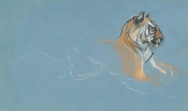 Head of a Tigress, c1900s. Creator: John MacAllan Swan.