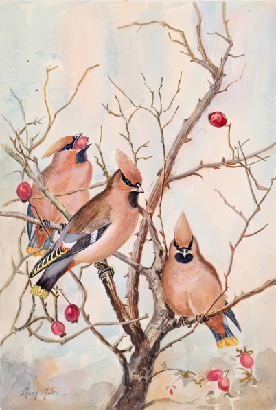 Untitled - rosehips, c1908. Creator: Mary Milne.