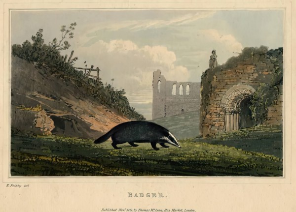 Badger, 1821. Creator: Newton Smith Limbird Fielding.