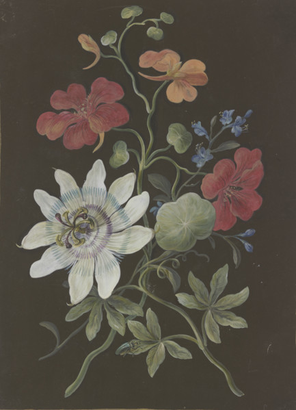 Arrangement of passionflower (Passiflora), red nasturtium (Tropaeplum), and forget-me-not... Creator: Barbara Regina Dietzsch circle.