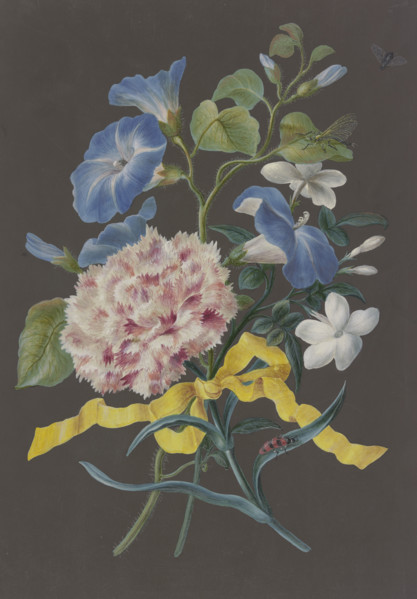 Arrangement of pink carnations (Dianthus), blue bindweed (Convolvulus), and white jasmine ... Creator: Barbara Regina Dietzsch circle.