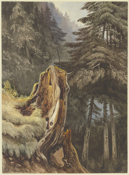 Tree stump on a slope covered with fir trees, 1833. Creator: Ludwig Daniel Philipp Schmidt.