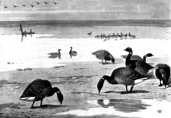 Brent Geese on the Coast, 1898. Creator: Unknown.