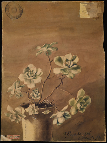 Succulent plant, 1886. Creator: Kiyohara, Tama (O'Tama), (Eleonora Ragusa) (1861-1939).