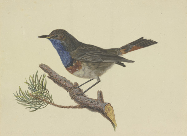 Bluethroat, sitting on a pine branch, facing left, late 18th century. Creator: Ambrosius Gabler.