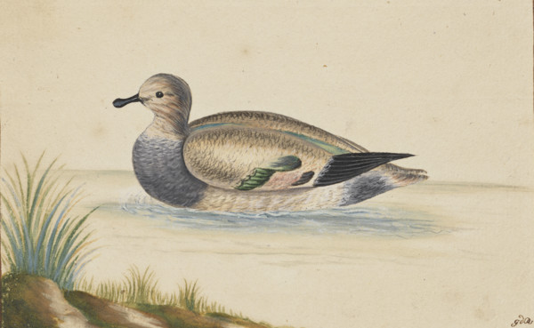 Duck swimming to the left, 17th century. Creator: Pieter Holsteyn.