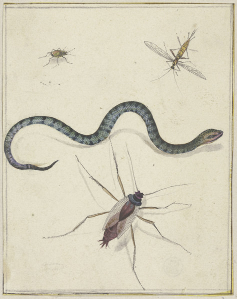Three insects of different sizes and a snake, c1600-1629. Creator: Jacques de Gheyn II.