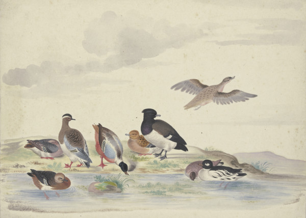 Eight ducks of various species on the water, 17th century. Creator: Pieter Holsteyn.