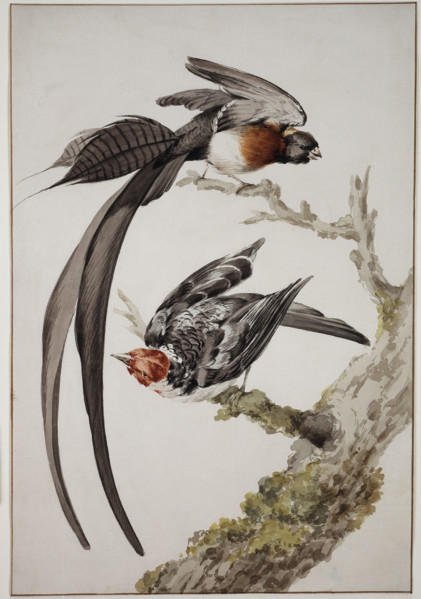 Paradise widow and sparrow bird, 18th century. Creator: Aert Schouman.