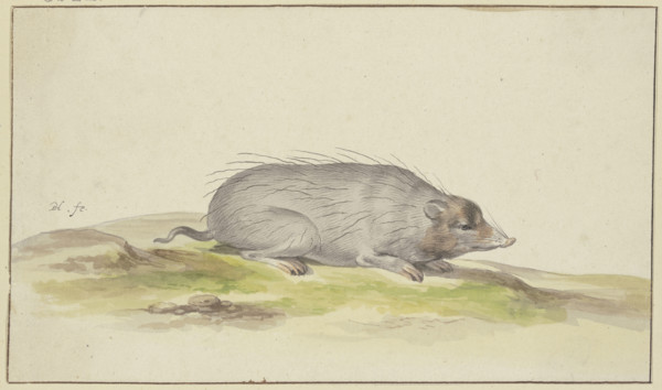 Mole facing to the right, 17th century. Creator: Pieter Holsteyn.