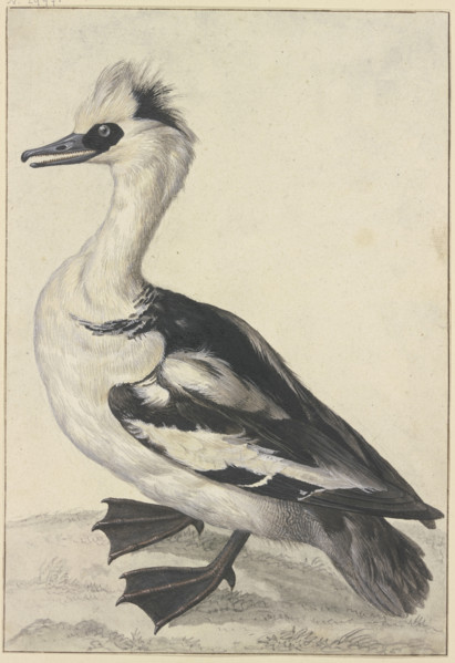 Crested duck with a white breast, black beak, feet, and wings, 18th century. Creator: Aert Schouman; Aert Schouman imitator; alternatively.