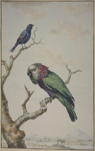 Green parrot with red ruff, and a blue raven, 1775. Creator: Jabes Heenck.